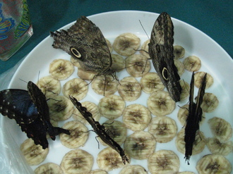 2016-01-10 Выставка бабочек