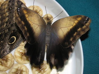 2016-01-10 Выставка бабочек