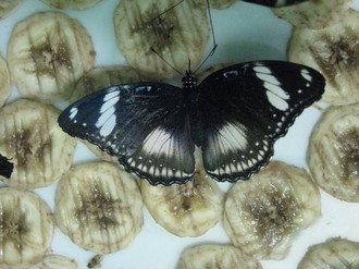 2016-01-10 Выставка бабочек