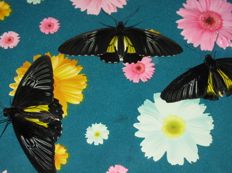 2016-01-10 Выставка бабочек