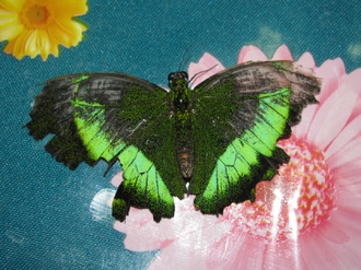 2016-01-10 Выставка бабочек