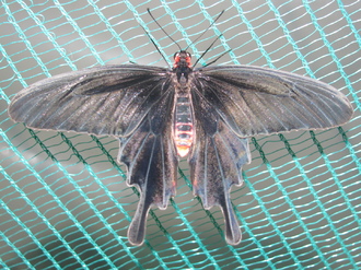 2016-01-10 Выставка бабочек