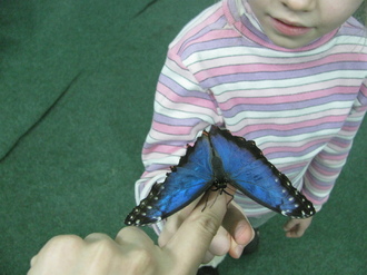 2016-01-10 Выставка бабочек