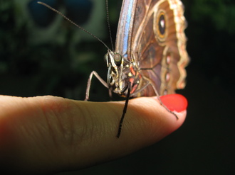2016-01-10 Выставка бабочек