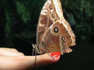 2016-01-10 Выставка бабочек