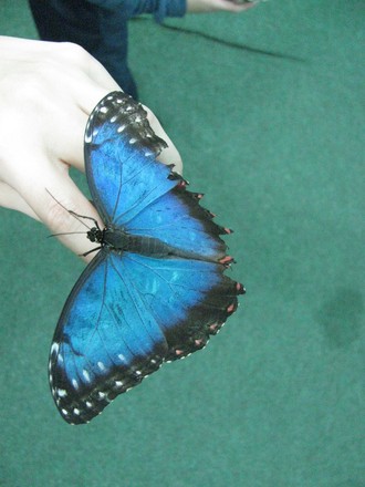 2016-01-10 Выставка бабочек