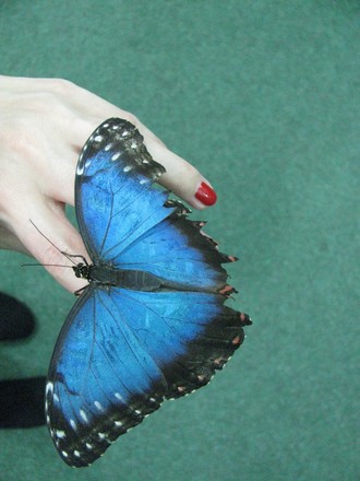 2016-01-10 Выставка бабочек